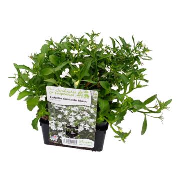 image LOBELIA MASSIF BQ6