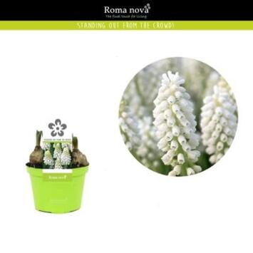 image MUSCARI WHITE MAGIC