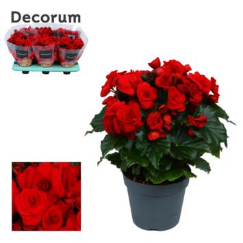 image BEGONIA BALADIN ROUGE DECORUM