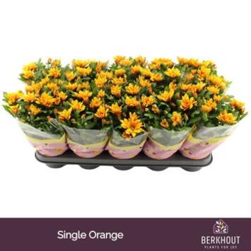 image DENDRANTHEMA 3PP ORANGE