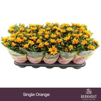 image DENDRANTHEMA 3PP ORANGE