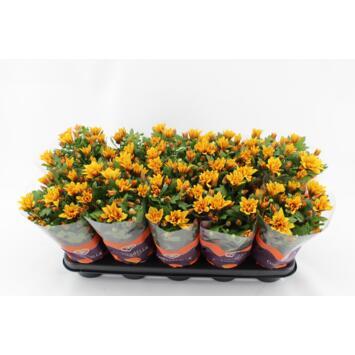 image DENDRANTHEMA 3PP ORANGE