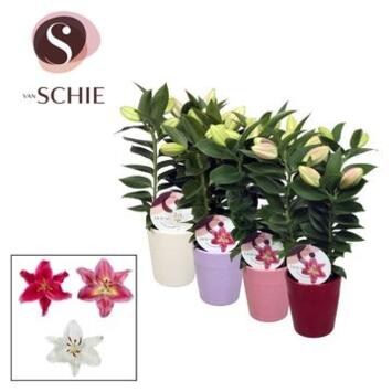 image LILIUM 3PP VARIE CERAM