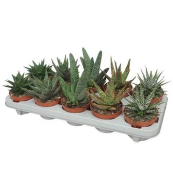 image ALOE VARIE