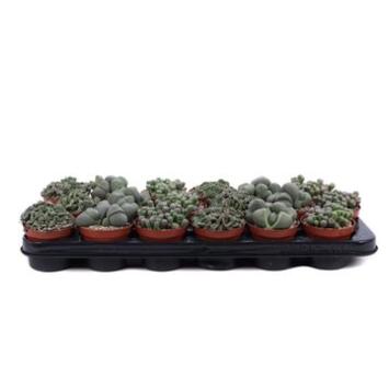 image CACTUS LITHOPS VARIES