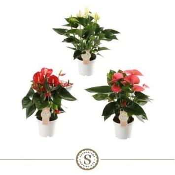 image ANTHURIUM ANDREANUM CHAMPION VARIE