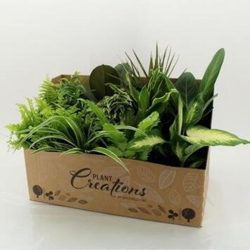 image PLANTES VERTES VARIEES CARTON