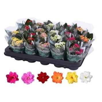 image KALANCHOE FL DBLE