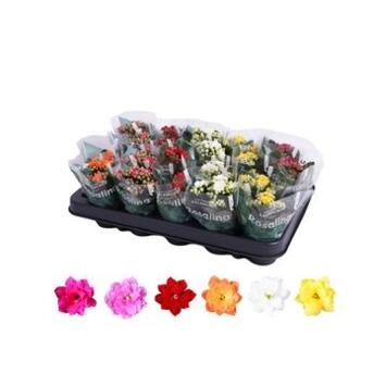 image KALANCHOE FL DBLE
