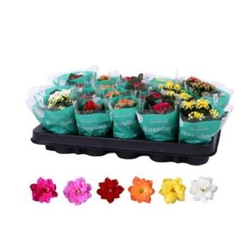 image KALANCHOE FL DBLE