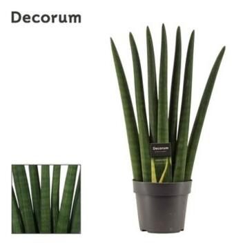 image SANSEVIERIA CYLINDRICA