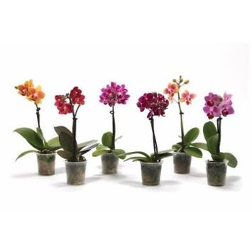 image PHALAENOPSIS 1BR VARIE