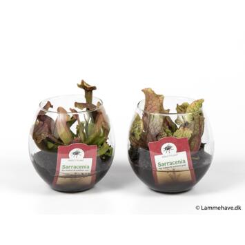 image SARRACENIA PURPUREA BOCAL VERRE