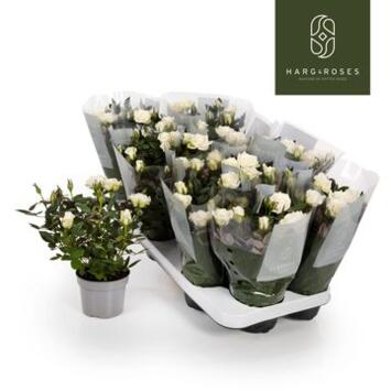 image ROSIER KORDANA VANILLA BLANC ALASKA