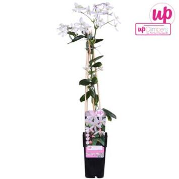image CLEMATITE APPLE BLOSSOM PYRAM