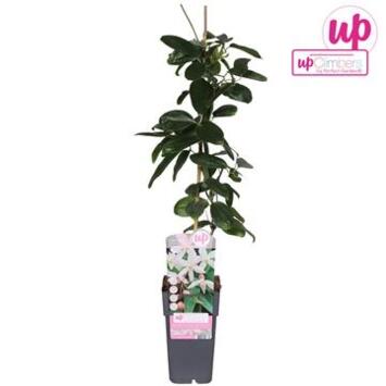 image CLEMATITE APPLE BLOSSOM PYRAM