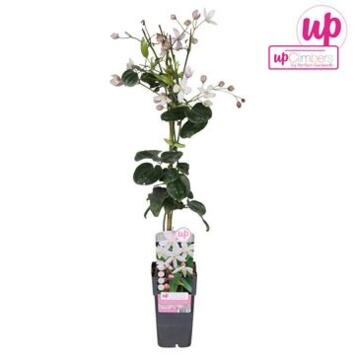 image CLEMATITE APPLE BLOSSOM PYRAM