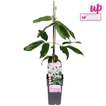 image CLEMATITE APPLE BLOSSOM PYRAM