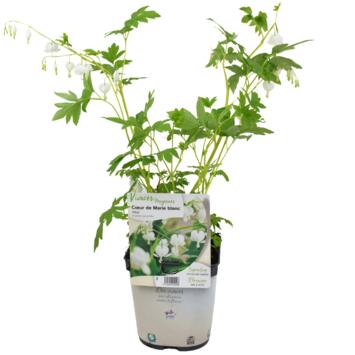 image DICENTRA SPECTABILIS ALBA