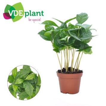 image COFFEA ARABICA