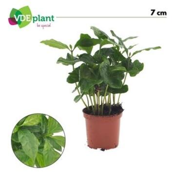 image COFFEA ARABICA