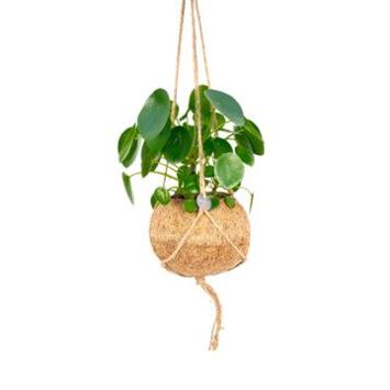 image PILEA PEPEROMOIDES KOKODAMA SUSP