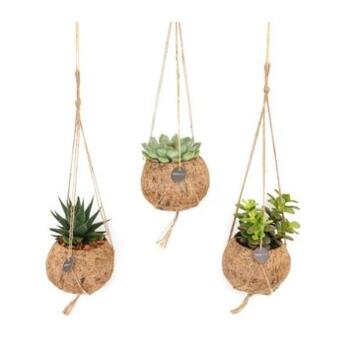 image SUCCULENTE KOKODOMA