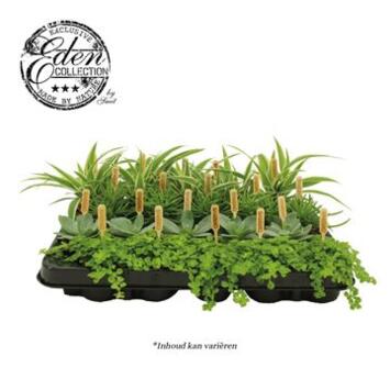 image PLANTES VERTES VARIEES