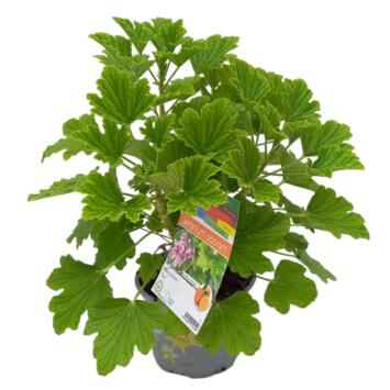 image GERANIUM ODORANT FIZZ