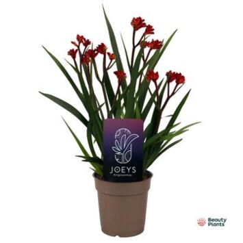 image ANIGOZANTHOS ROUGE