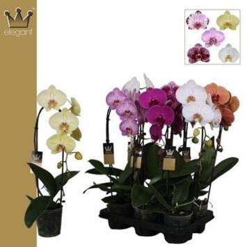 image PHALAENOPSIS 1BR CASCADE VARIE