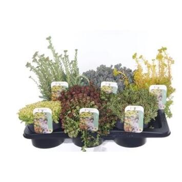 image SEDUM VARIE