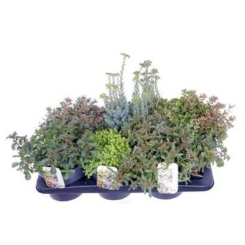 image SEDUM VARIE