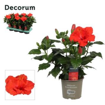image HIBISCUS BORDEAUX DECORUM