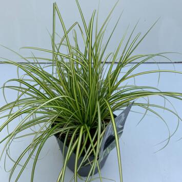 image CAREX EVERSHEEN