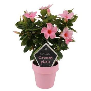 image DIPLADENIA SUNDAVILLE CREAM PINK PALISSE