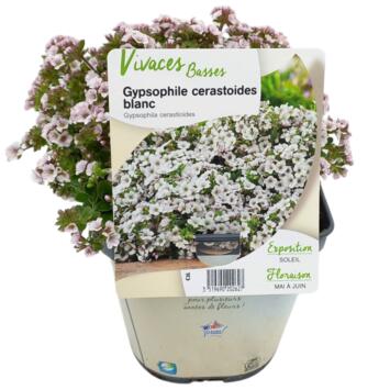 image GYPSOPHILA CERASTIOIDES