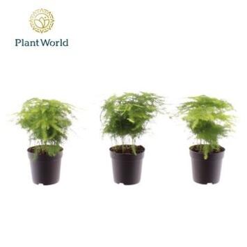 image ASPARAGUS PLUMOSUS