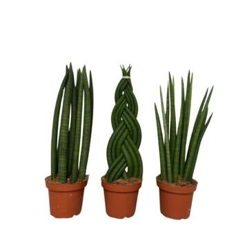 image SANSEVIERIA CYLINDRICA VARIES
