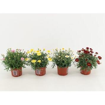 image ANTHEMIS VARIES