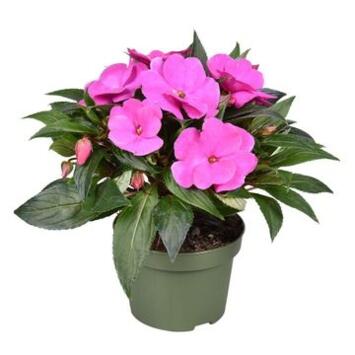 image IMPATIENS GUINEE VIOLETTE