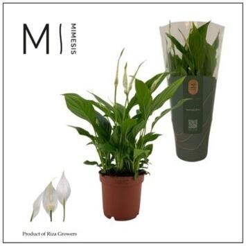 image SPATHIPHYLLUM