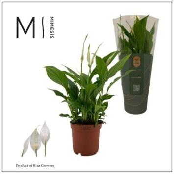 image SPATHIPHYLLUM