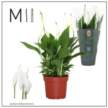 image SPATHIPHYLLUM