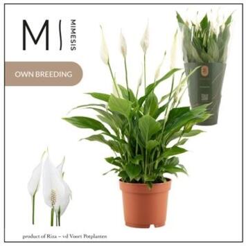 image SPATHIPHYLLUM