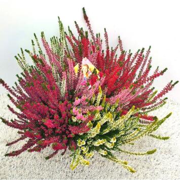 image ERICA CALLUNA CARNAVAL COUPE