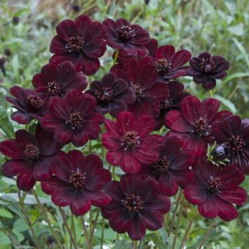 image COSMOS CHOCAMOCHA
