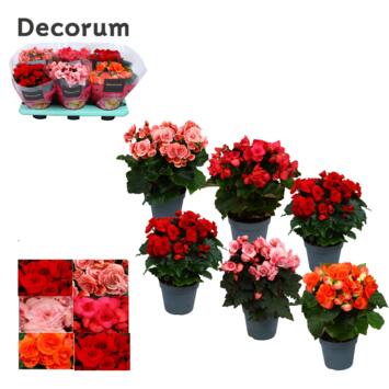 image BEGONIA SEMPERFLORENS VARIE DECORUM