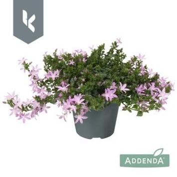 image CAMPANULE ADANSA ROSE