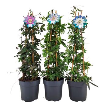 image PASSIFLORE PYRAM